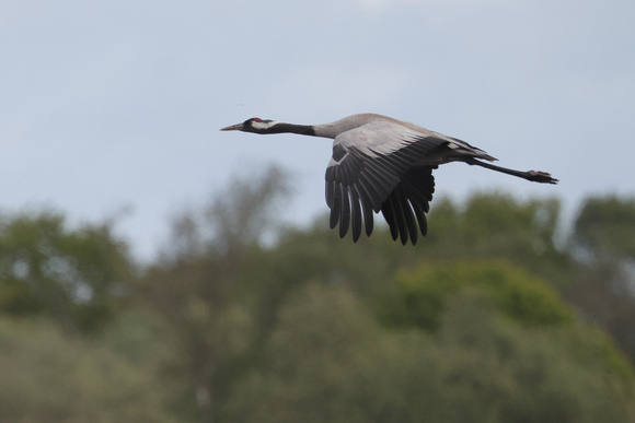 2025 05 07 Crane Hickling Norfolk_81A8931