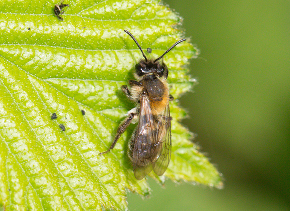 2022 04 29 Broad Margined Mining Bee (Andrena synadelpha) Wiveton Down Norfolk_Z5A0253