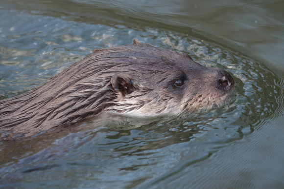 2025 03 20 Otter Mildenhall Norfolk_81A2146