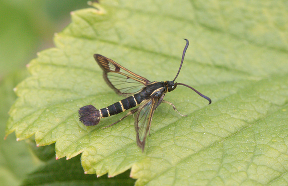 2022 06 08 Current Clearwing Chambers Wood Farm Lincolnshire_Z5A4018