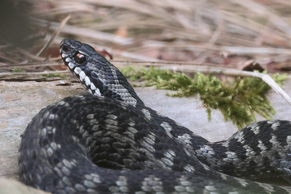 2024 07 15 Adder Holt Country Park Norfolk_81A5399