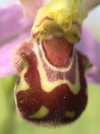 Bee Orchid Norfolk!cid_E5B3CD93-C669-47C9-9AD9-238AB64B9BD4
