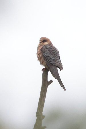 2025 05 07 Red footed Falcon Carlton Marshes Lowestoft Suffolk_81A8118