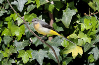2025 04 20 Grey Wagtail Mildenhall Suffolk_81A2532