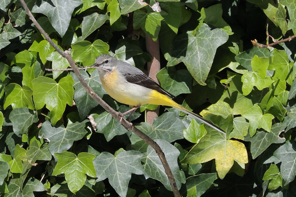 2025 04 20 Grey Wagtail Mildenhall Suffolk_81A2532