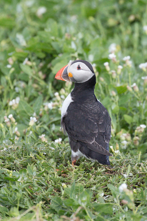 2022 06 11 Puffin Farne Islands Northumberland_Z5A4729