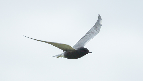 2022 06 12 American Black Tern Long Nanny Northumberland_Z5A4997