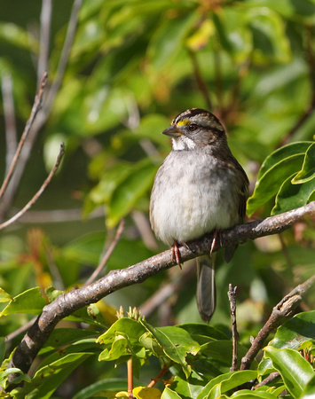 White throated Sparrow USA IMG_4446