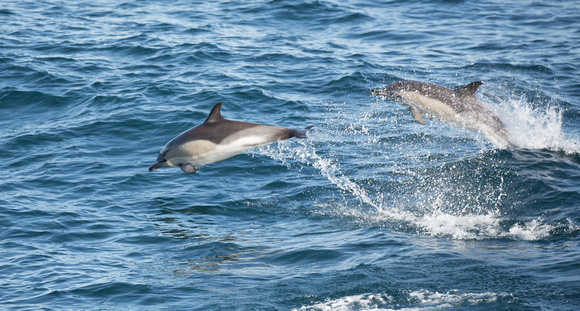 2022 05 30 Common Dolphin Off Scillonian Cornwall_Z5A2379