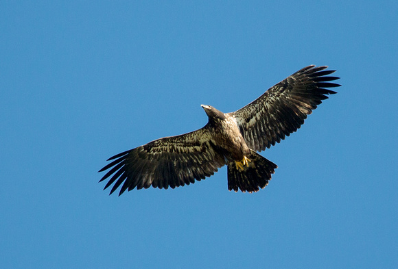Bald Eagle Grand Manan New Brunswick Canada_Z5A1030
