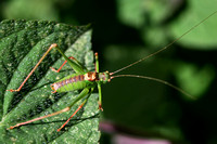 Speckled Bush Cricket (Male) Norfolk IMG_1341
