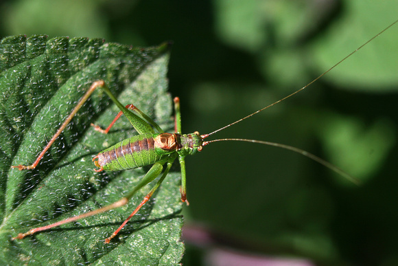 Speckled Bush Cricket (Male) Norfolk IMG_1341