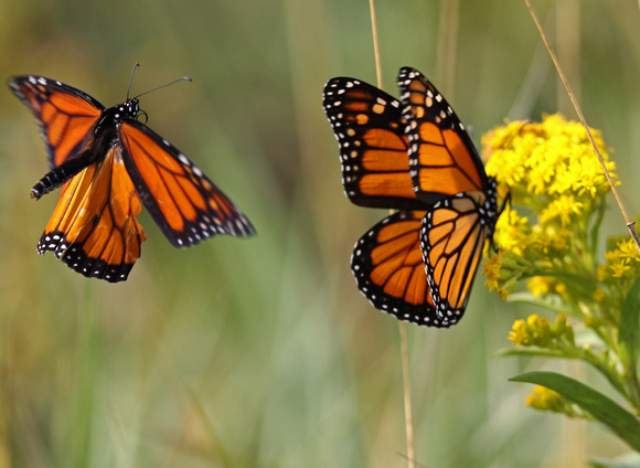 Monarch Butterfly America IMG_4395