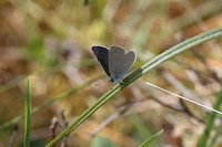 2025 05 18 Small Blue Cranwich Heath Norfolk_81A2307