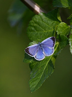 Holly Blue Norfolk IMG_1493