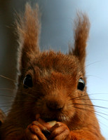 Red Squirrel Scotland IMG_0065