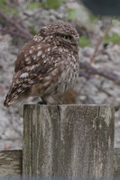 2025 05 20 Little Owl St Aidens Flood Yorkshire_81A4400