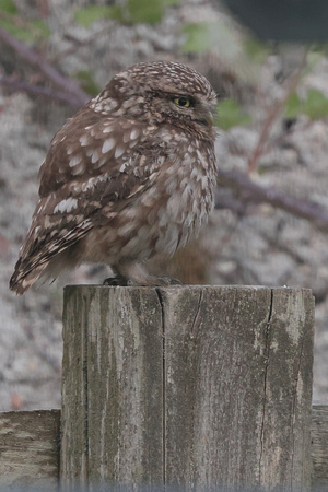 2025 05 20 Little Owl St Aidens Flood Yorkshire_81A4400