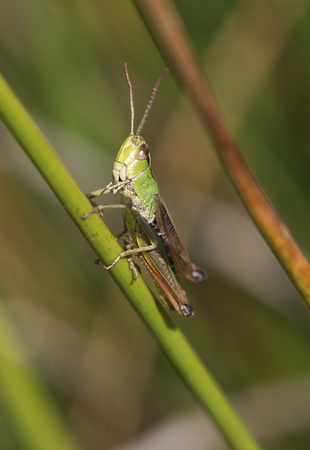 2022 08 08 Common Green Grasshopper Roydon Common Norfolk_Z5A9230