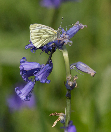 Green Veined White Yorkshire_Z5A6210