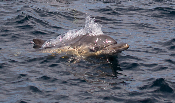 Common Dolphin Scotland_Z5A6964