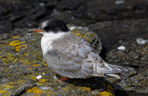 Common Tern Northumberland_MG_3529