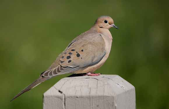 Mourning Dove California_Z5A0754