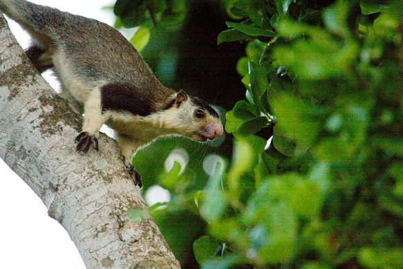 Giant Squirrel Sri Lanka_MG_3195