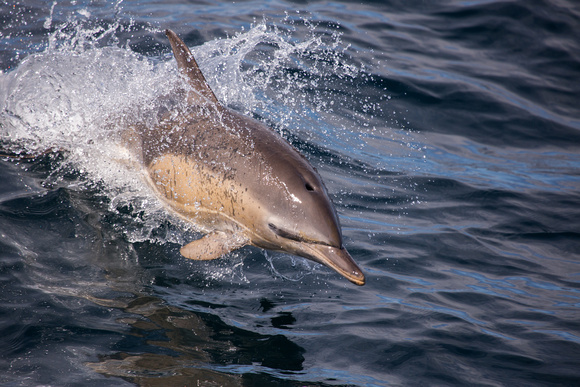 Common Dolphin Scotland_Z5A6923