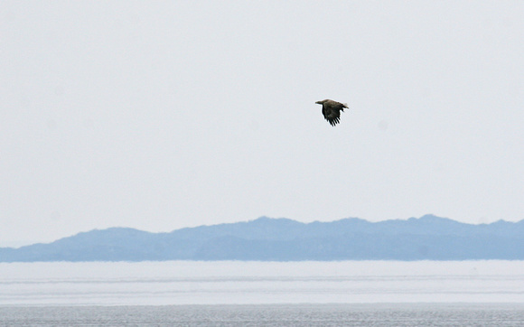 White tailed Eagle Scotland IMG_1453