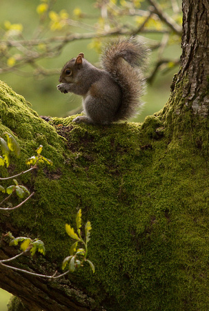Grey Squirrel Yorkshire_Z5A6059
