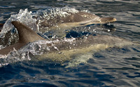 Common Dolphin Azores_MG_1444