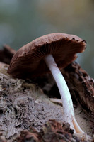 2024 11 10 Brown Mottlegill Felbrigg Hall Park Felbrigg Norfolk_81A2130
