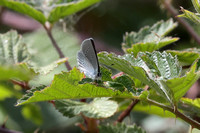 2025 05 18 Small Blue Cranwich Heath Norfolk_81A2193