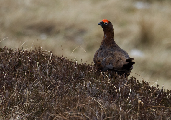 Red Grouse Scotland _MG_8260