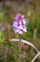 2022 07 20 Heath Spotted Orchid Handa Island Sutherland Scotland_Z5A7947
