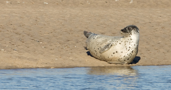 Common Seal Norfolk _MG_9315
