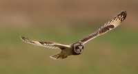 2022 02 08 Short eared Owl St Benets Abbey Norfolk_Z5A4265