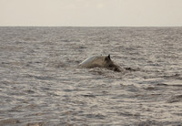 Blue Whale Sri Lanka_MG_1399