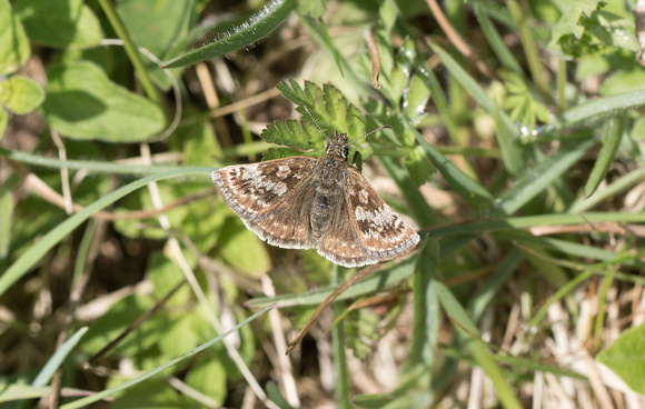 2022 05 08 Dingy Skipper Narborough Disused Railway Line Norfolk_Z5A0889