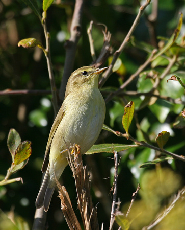 Willow Warbler Isles of Scilly IMG_9633