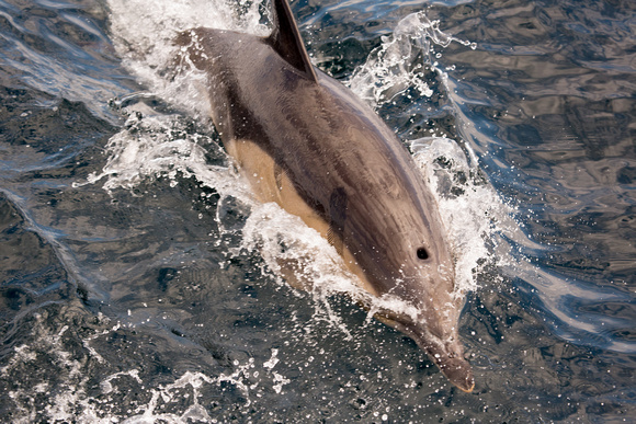 Common Dolphin Scotland_Z5A7156