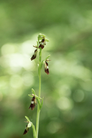 2022 06 02 Fly Orchid Yockletts Bank Kent_Z5A3259