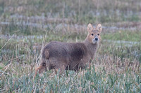 2025 12 04 Chinese Water Deer Strumpshaw Fen Norfolk_81A4272