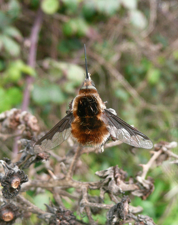 Bee Fly NorfolkP1040590