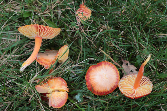 2024 11 10 Scarlet Waxcap Felbrigg Hall Park Felbrigg Norfolk_81A2252