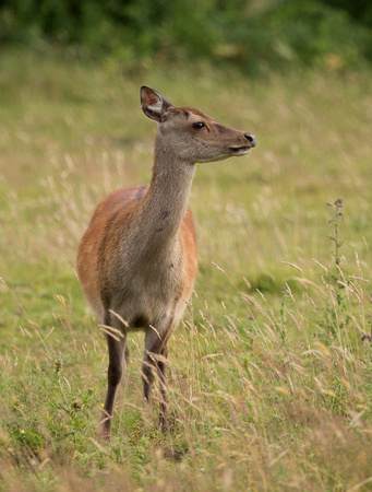 Sika Deer Dorset_Z5A5329