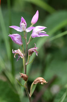 2025 06 20 Red Helleborine Buckinghamshire_81A0149