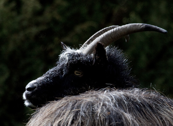 Feral Goat Scotland