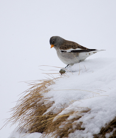 Snowfinch Austria_MG_5896